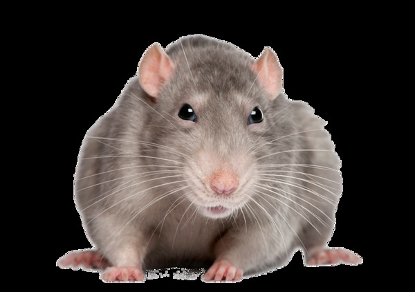 可爱小老鼠免抠png透明图层素材