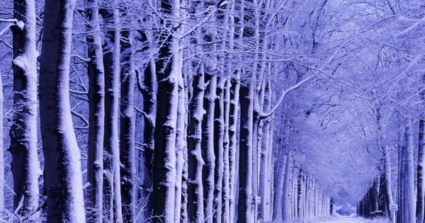 冰挂树林图片