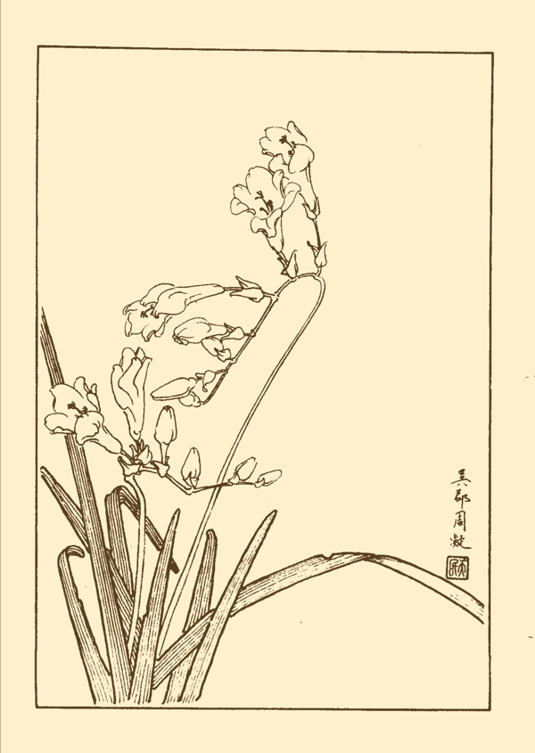 香菖蘭圖片