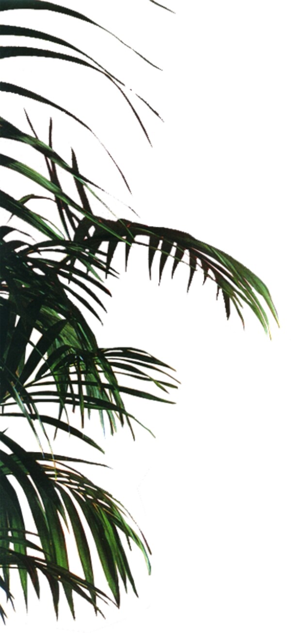 室內(nèi)植物010