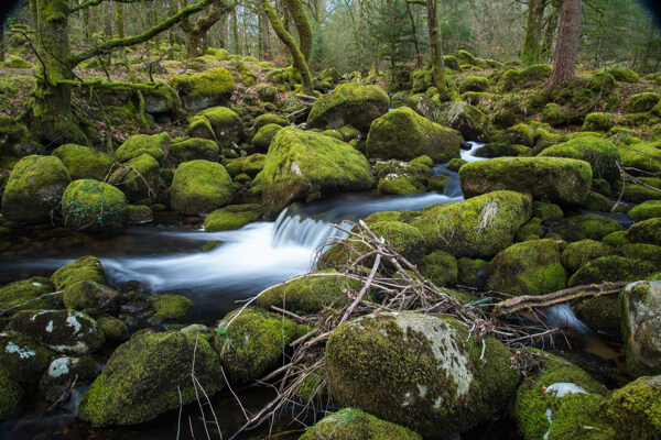 森林里流淌的小溪景色图片