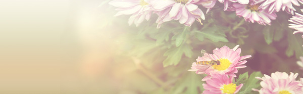 大朵花朵背景banner