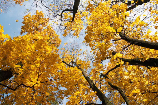 秋季树木风景