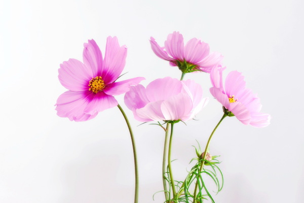 淡雅粉色花朵图片