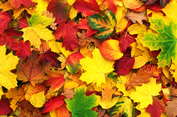 一堆秋天枫叶图片