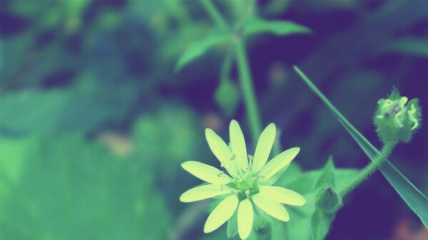 綠色小花