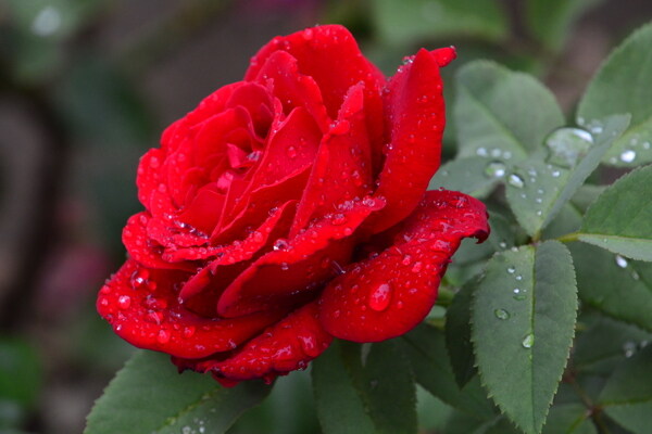 月季花
