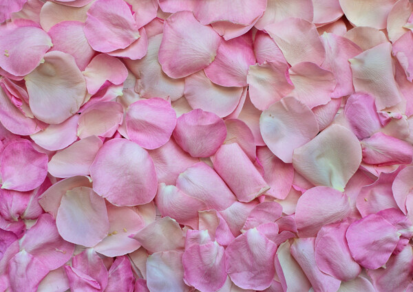 花瓣