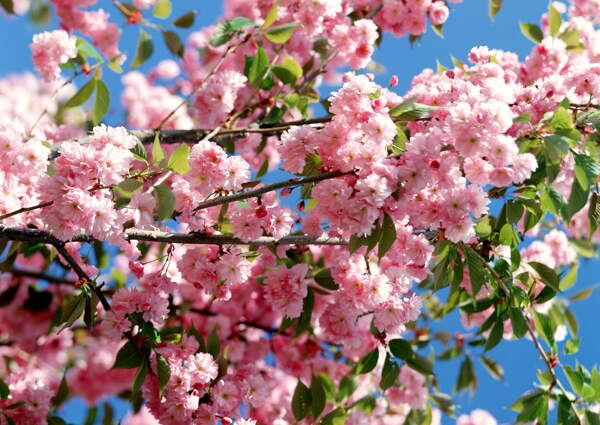 春天花朵花朵图片桃花李花杏花春暖花朵桃花林