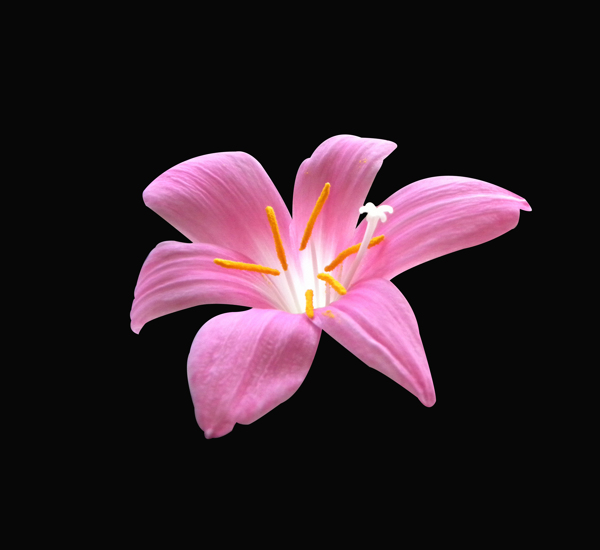 位圖植物花朵荷花寫實(shí)花卉免費(fèi)素材