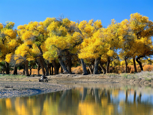 秋天了河边的黄杨树