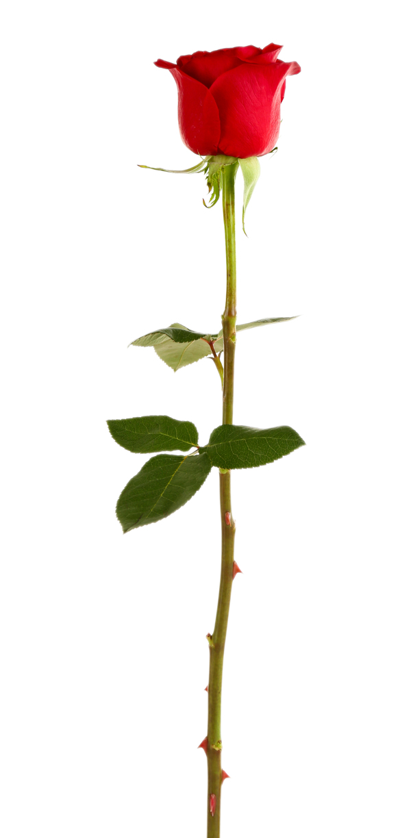 一支帶刺的玫瑰花