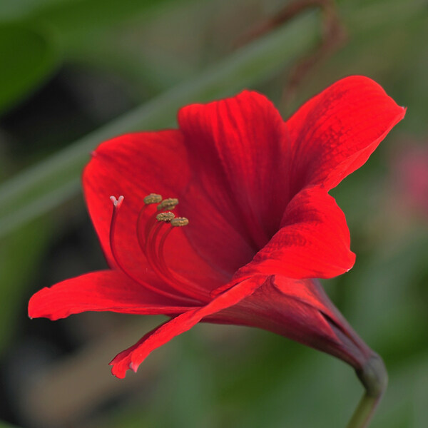位圖植物攝影寫(xiě)實(shí)花卉花朵百合免費(fèi)素材