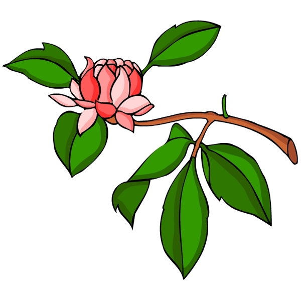 花卉古典插畫