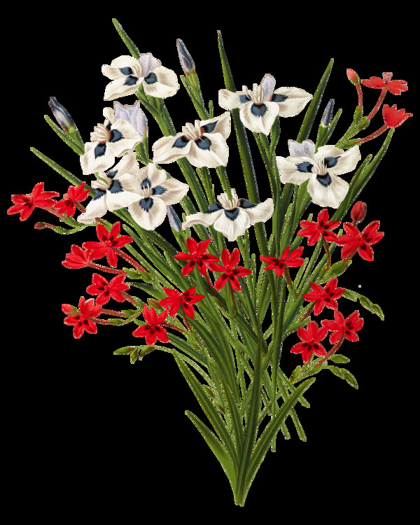 精美红白盛开花朵PNG元素