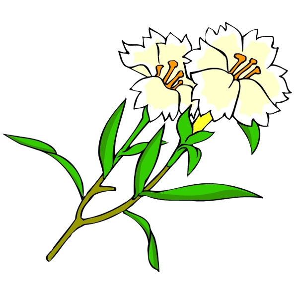 花卉古典插畫