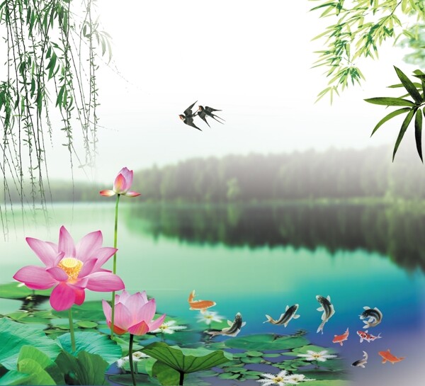 荷花九魚圖片