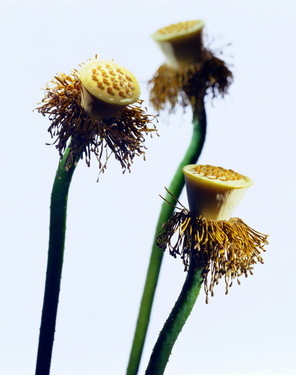 花蕊中的蓮蓬