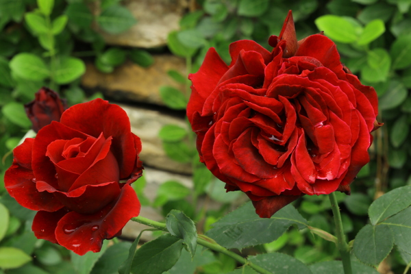 月季花
