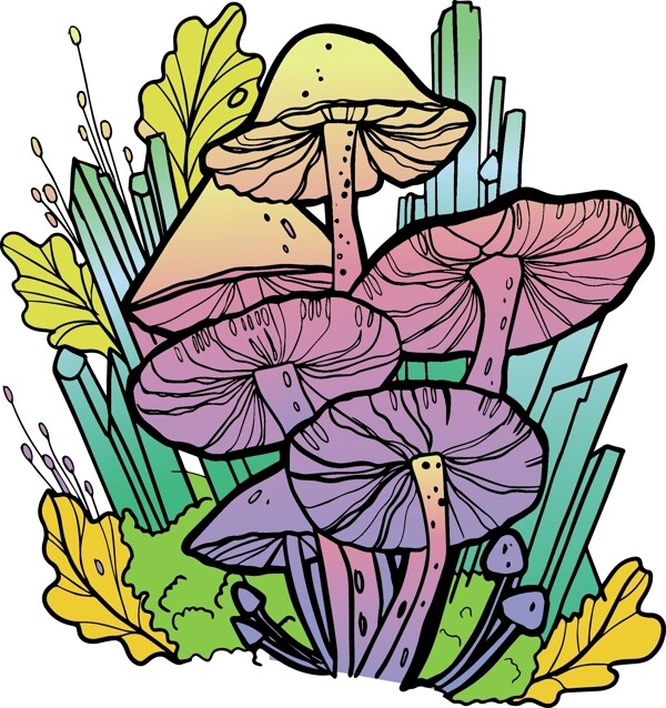 蘑菇