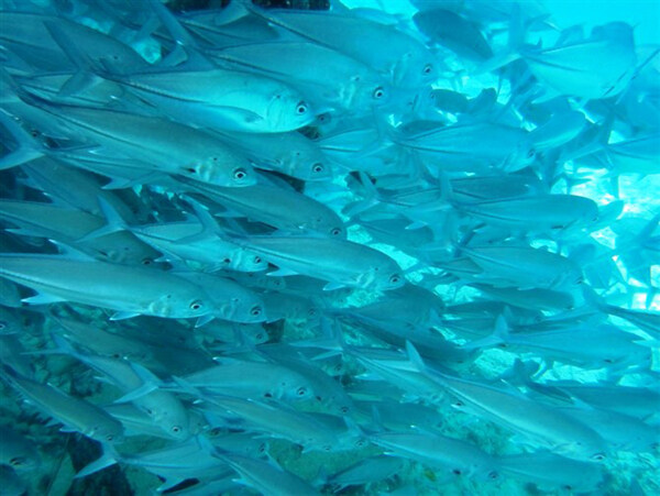 海底生物圖片