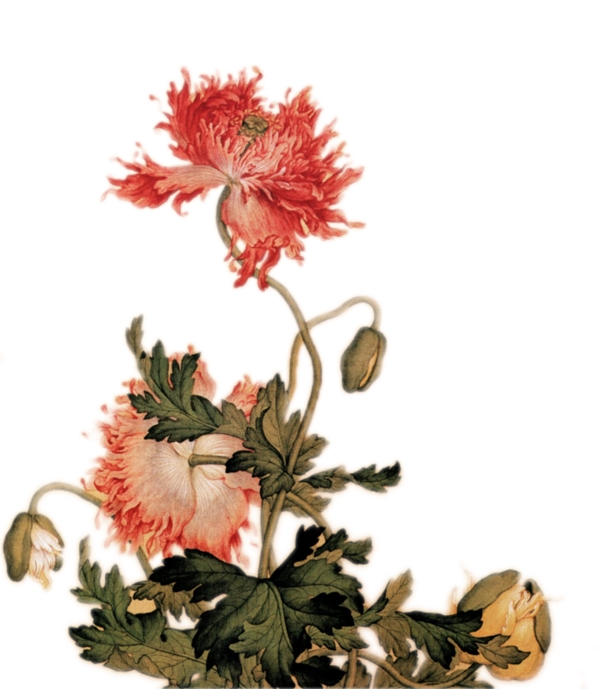 花背景素材