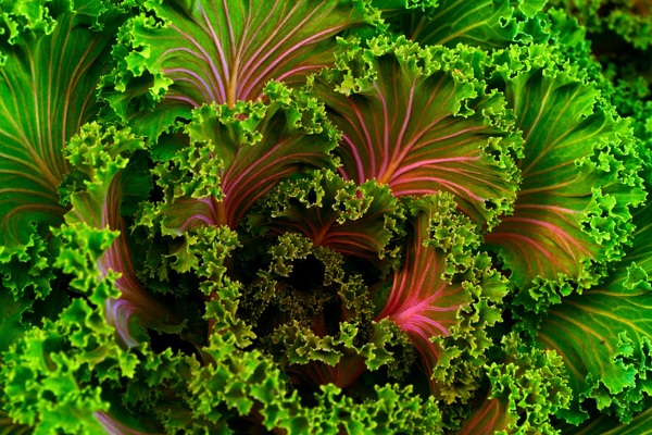 芥蘭植物