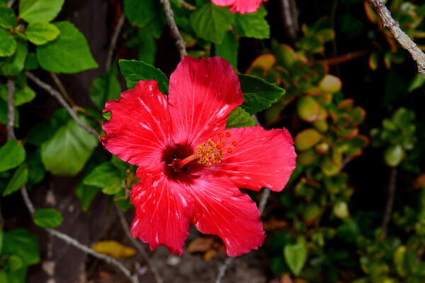 位圖植物攝影寫實(shí)花卉花朵數(shù)碼照片免費(fèi)素材