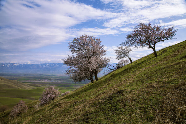 新疆新源野杏林風(fēng)景
