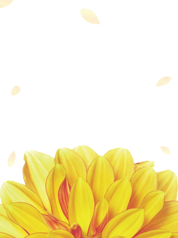 重阳佳节创意黄色菊花背景