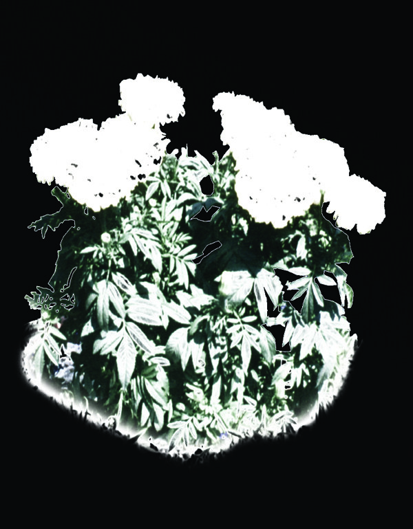 植物貼圖素材JPG1081