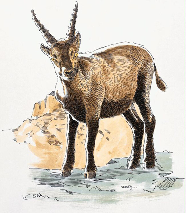 動物插圖22