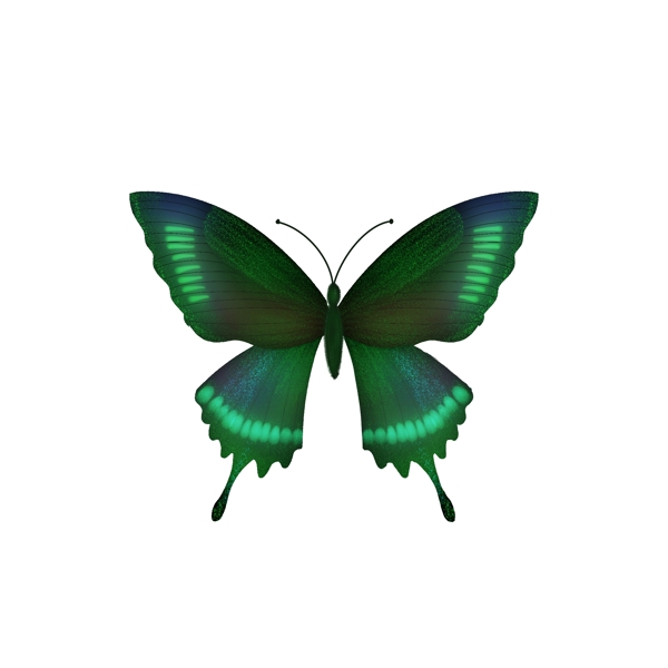 写实风格蝴蝶标本翠兰斑凤蝶元素