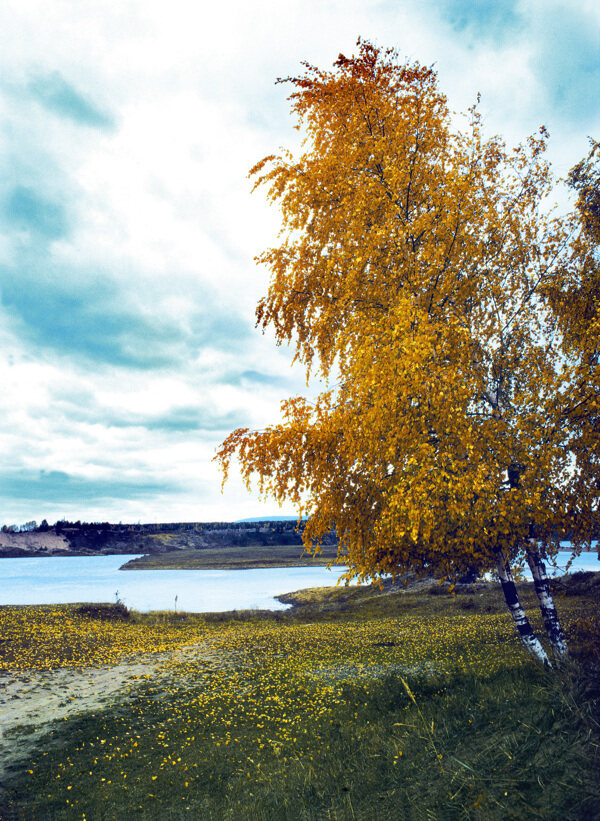 湖泊与树木图片