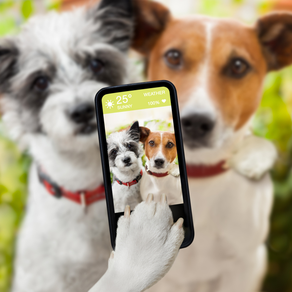 手机拍照的两只狗图片