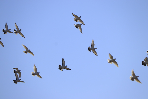 家养鸽子群蓝天飞翔