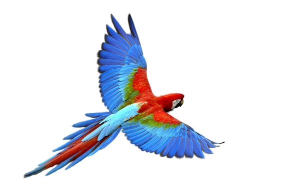 红蓝色鹦鹉抠图