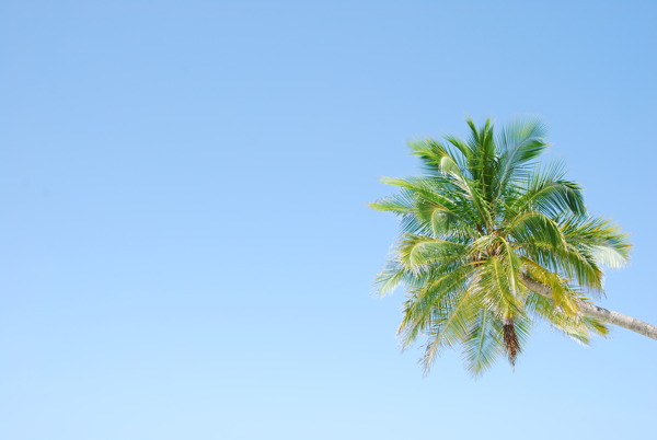 充满活力的椰子树