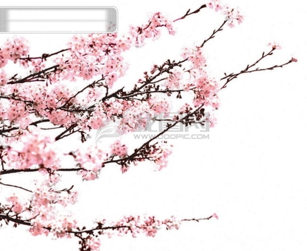 漂亮桃花