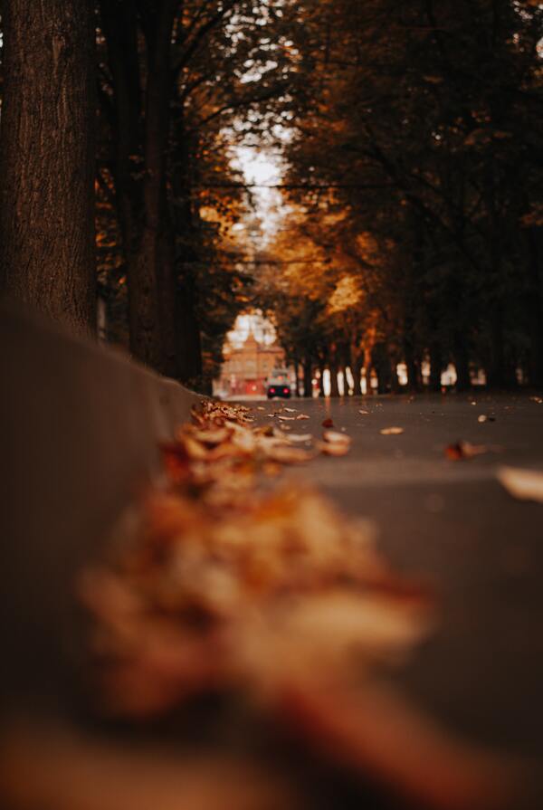 清晨秋天的街道图片