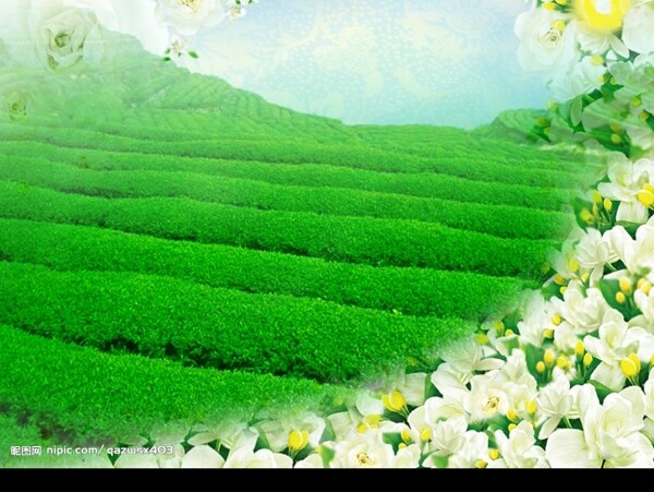 茶茶背景花圖片