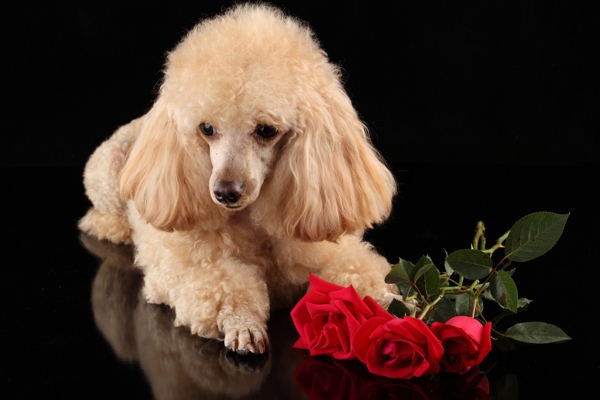 趴着的狗和玫瑰花