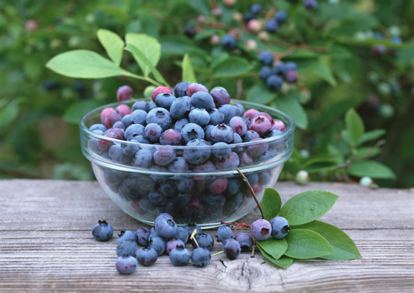装在玻璃碗里的新鲜蓝莓