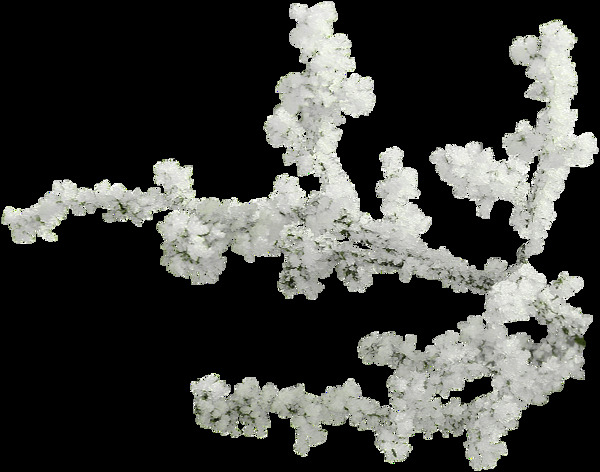茂盛开放的白色花朵png元素素材