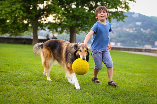 小男孩与叼着彩球的牧羊犬图片