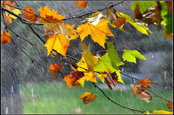 唯美雨天枫叶风景图片