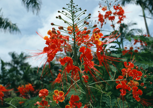 植物鮮花素材