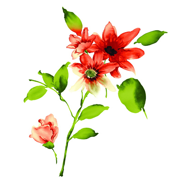 位圖植物寫意花卉花朵野花免費(fèi)素材