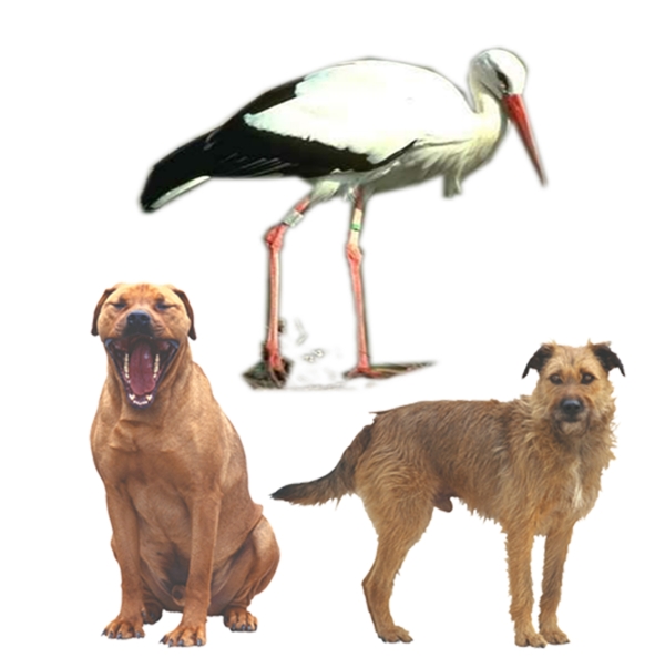 動物