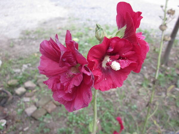 蜀葵圖片